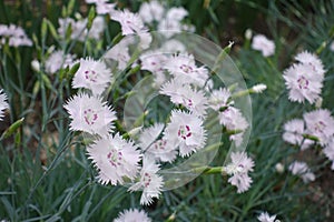 Close shot of light pink flowers of Dianthus deltoides