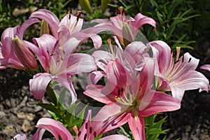 Close shot of light pink flowers of lilies in June