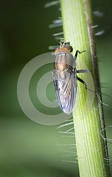 Close shot of the locust blowfly