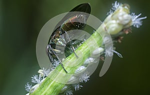 Close shot of the locust blowfly