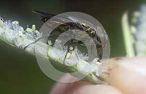Close shot of the locust blowfly
