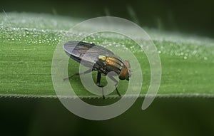 close shot of the locust blowfly