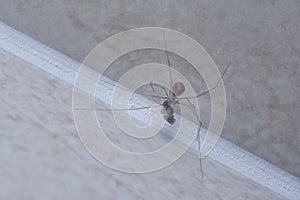 Close shot of the long-bodied cellar spider
