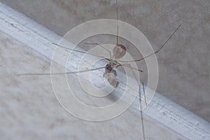 Close shot of the long-bodied cellar spider