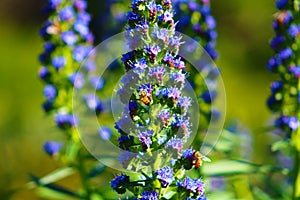 Close shot of a long cone shaped deep purple and green flower with honey bees