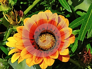 Close shot of a lush orange and red flower with a deep green background