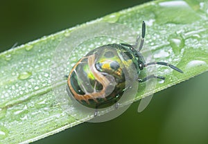 Close shot of the lychee shield bug