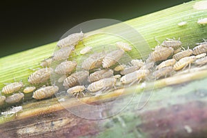 Close shot of the mealy cabbage aphid