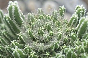 Close shot of the miniature acanthocereus tetragonus cactus