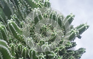 Close shot of the miniature acanthocereus tetragonus cactus