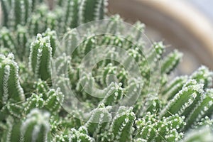 Close shot of the miniature acanthocereus tetragonus cactus