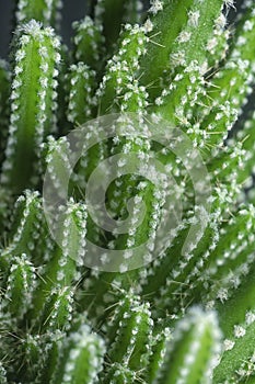 Close shot of the miniature acanthocereus tetragonus cactus