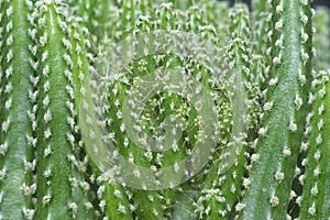 Close shot of the miniature acanthocereus tetragonus cactus