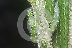 Close shot of the miniature acanthocereus tetragonus cactus