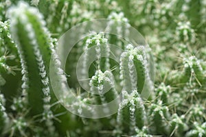 Close shot of the miniature acanthocereus tetragonus cactus