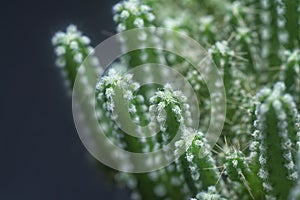 Close shot of the miniature acanthocereus tetragonus cactus