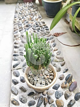 Close shot of the miniature acanthocereus tetragonus cactus