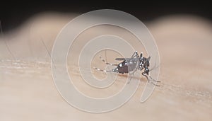 Close shot of the mosquito sucking blood from the human`s arm.