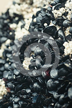 Close shot of muscles on a rock by the sea