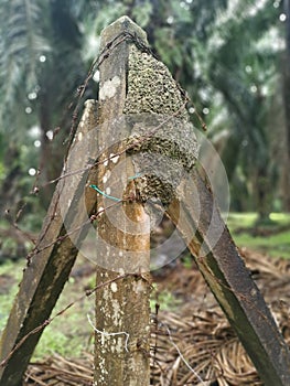 Close shot of natureal Termites Anthill On Concrete Fence Pole at the forest