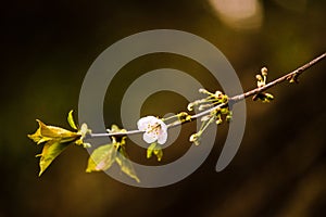 New springtime forest flower