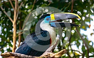 Close shot of a nice specimen of a white throated toucan