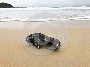 Close shot of old black men`s shoe on a beach covered with shells