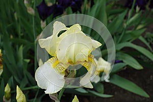 Close shot of one light yellow flower of Iris germanica