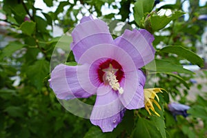 Close shot of one pink crimsoneyed flower of Hibiscus syriacus