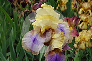 Close shot of one yellow and purple flower of Iris germanica