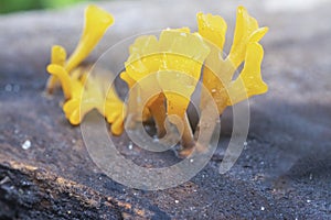 Close shot of the orangish dacryopinax spathularia fungi.