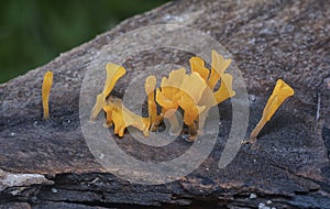 Close shot of the orangish dacryopinax spathularia fungi.