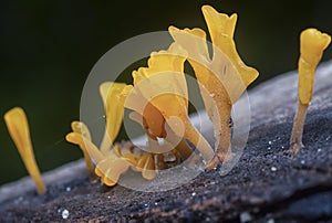 Close shot of the orangish dacryopinax spathularia fungi. photo