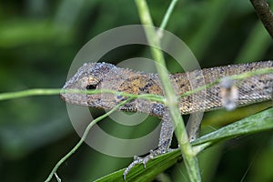 Close shot of the Oriental Garden Lizard