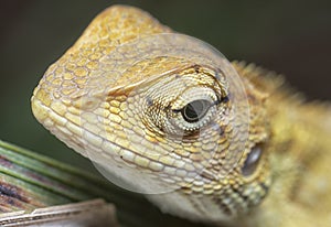 Close shot of the Oriental Garden Lizard