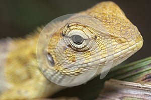 Close shot of the Oriental Garden Lizard