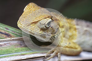 Close shot of the Oriental Garden Lizard
