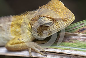 Close shot of the Oriental Garden Lizard