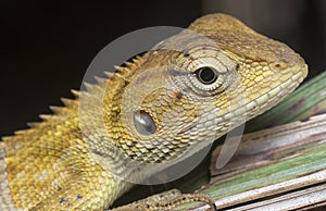 Close shot of the Oriental Garden Lizard