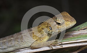 Close shot of the Oriental Garden Lizard