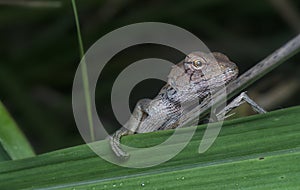 Close shot of the Oriental Garden Lizard