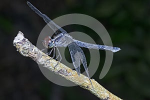 Close shot of the orthetrum albistylum speciosum dragonfly. photo
