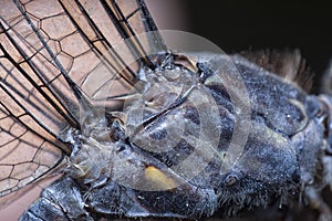 Close shot of the orthetrum albistylum speciosum dragonfly. photo