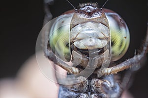 Close shot of the orthetrum albistylum speciosum dragonfly. photo