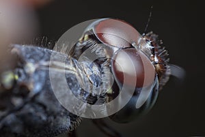 Close shot of the orthetrum albistylum speciosum dragonfly. photo