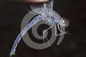 Close shot of the orthetrum albistylum speciosum dragonfly. photo