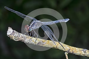 Close shot of the orthetrum albistylum speciosum dragonfly. photo