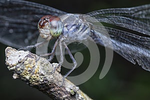 Close shot of the orthetrum albistylum speciosum dragonfly. photo