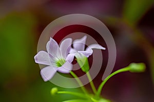 Close shot of oxalis plant flower