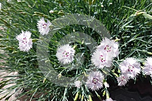 Close shot of pink flowers of Dianthus